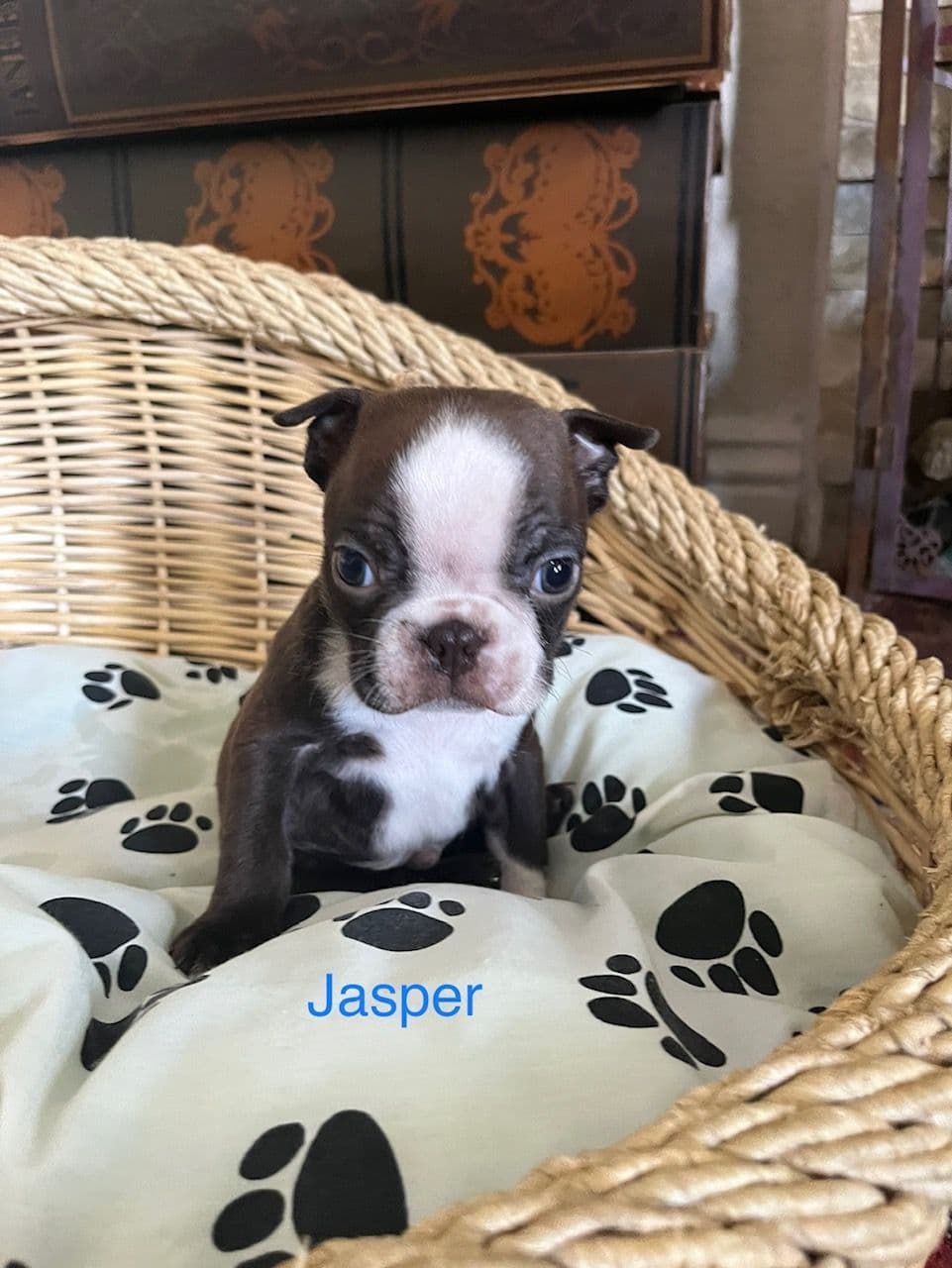 Boston Terrier Puppies breeder image 4