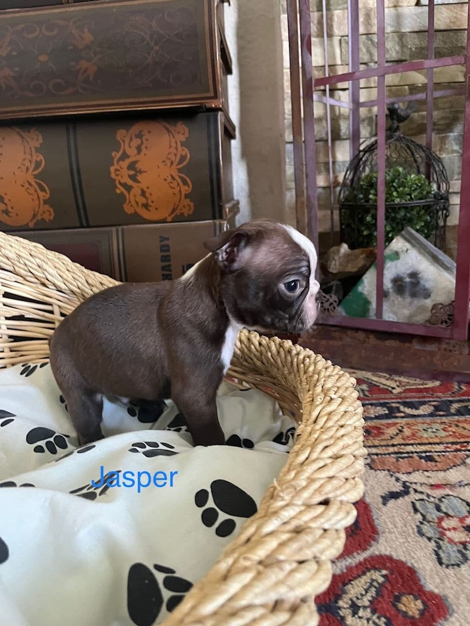 Boston Terrier Puppies breeder image 5