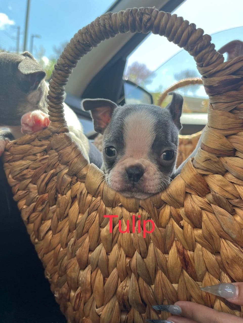 Boston Terrier Puppies breeder image 6