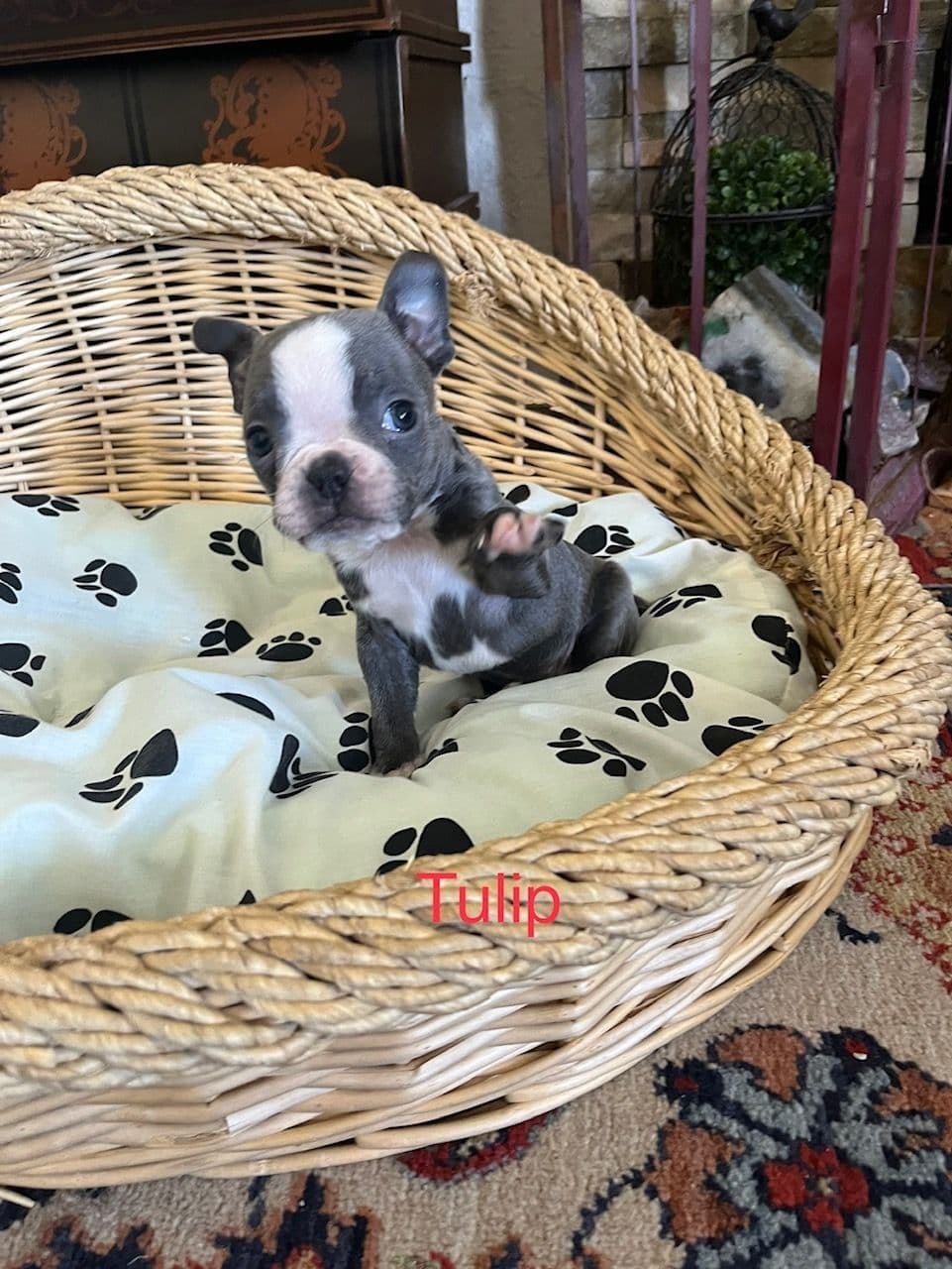 Boston Terrier Puppies breeder image 7