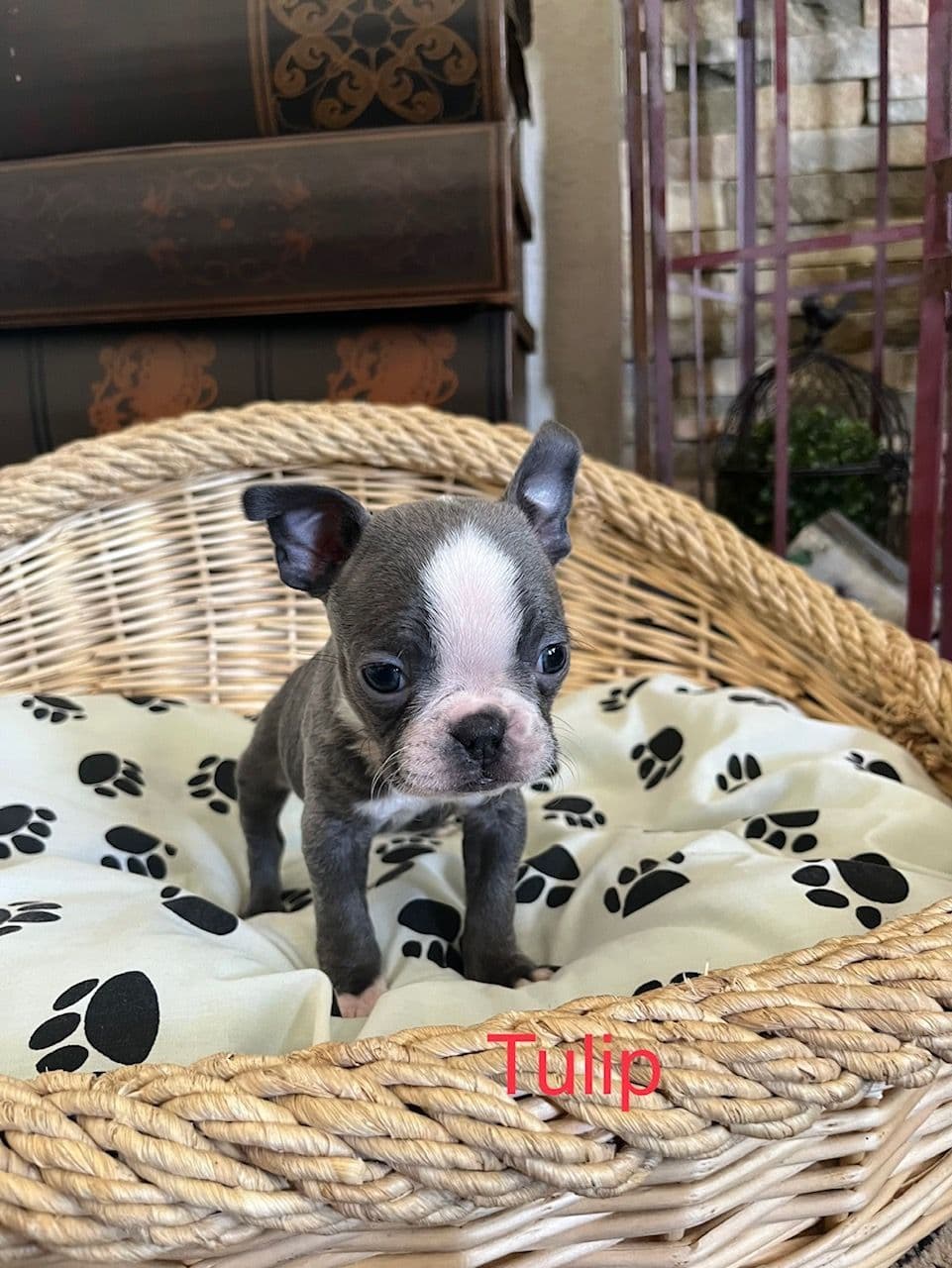Boston Terrier Puppies breeder image 8