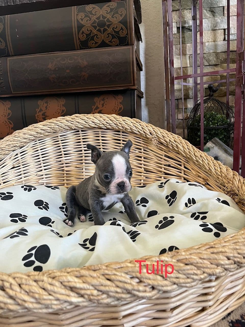 Boston Terrier Puppies breeder image 9
