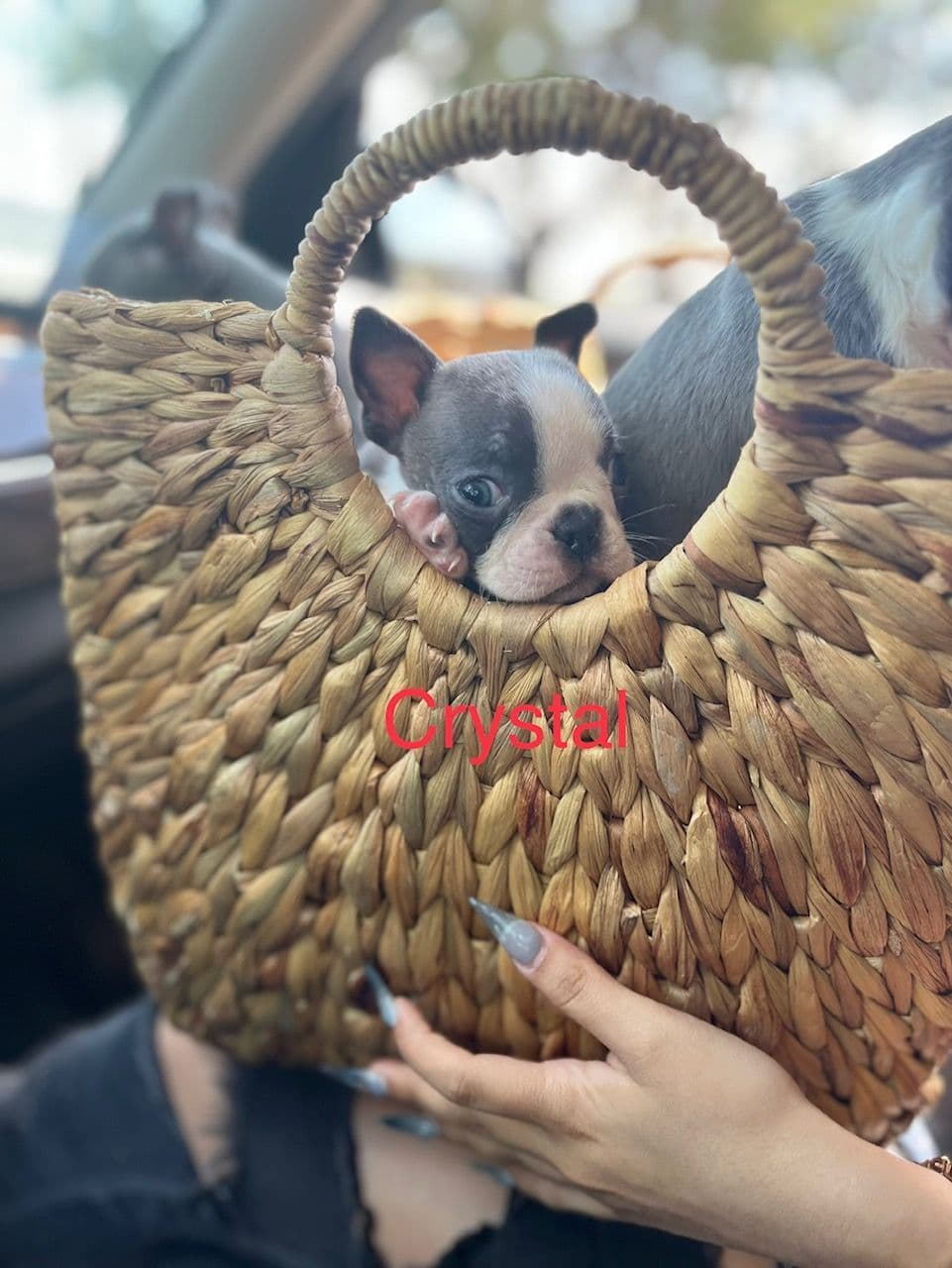 Boston Terrier Puppies breeder image 10