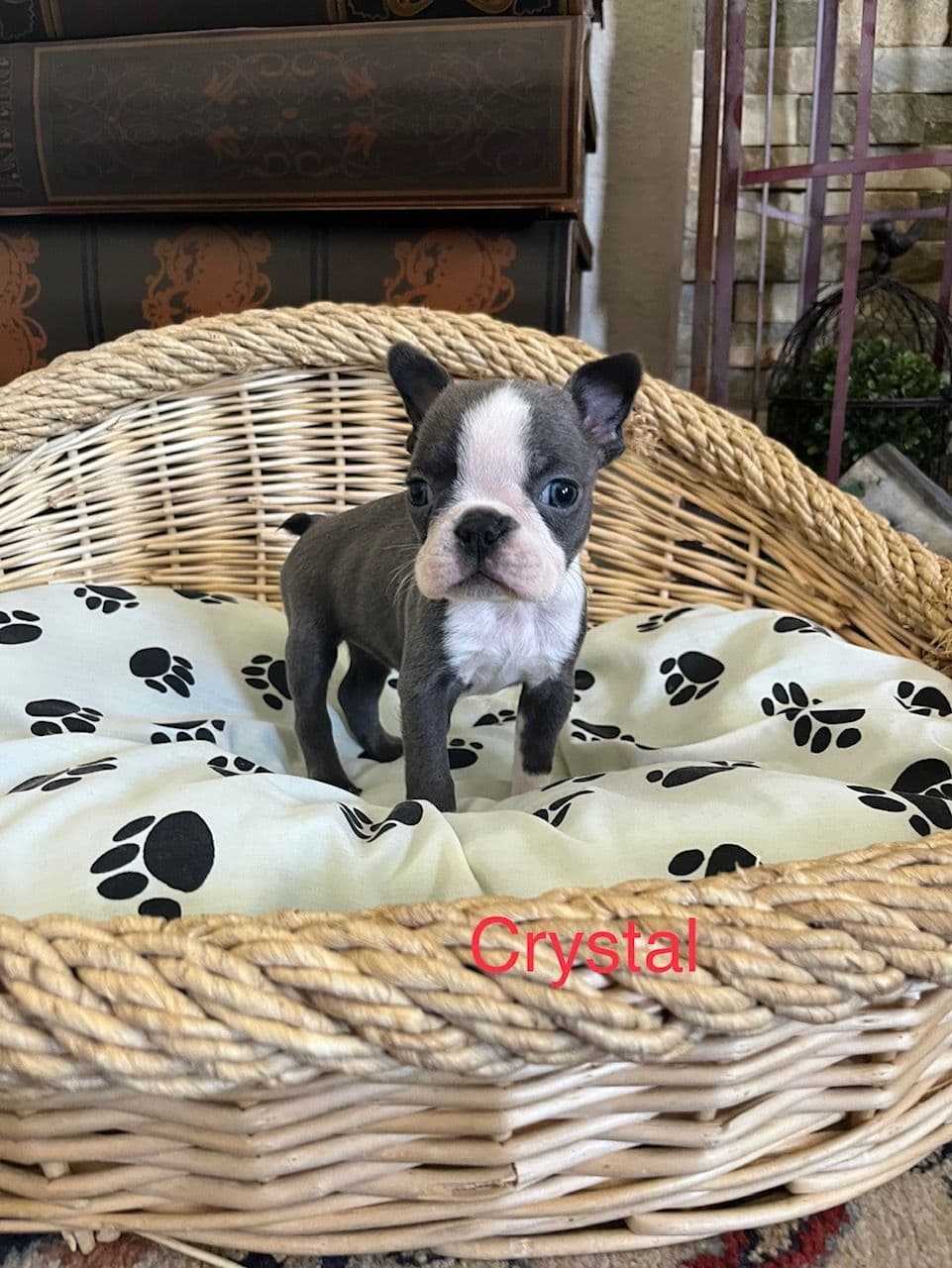 Boston Terrier Puppies breeder image 11