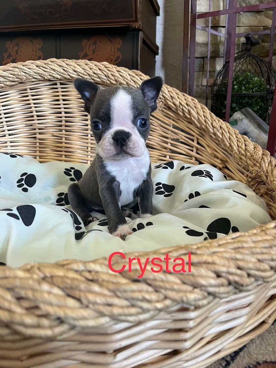 Boston Terrier Puppies breeder image 12