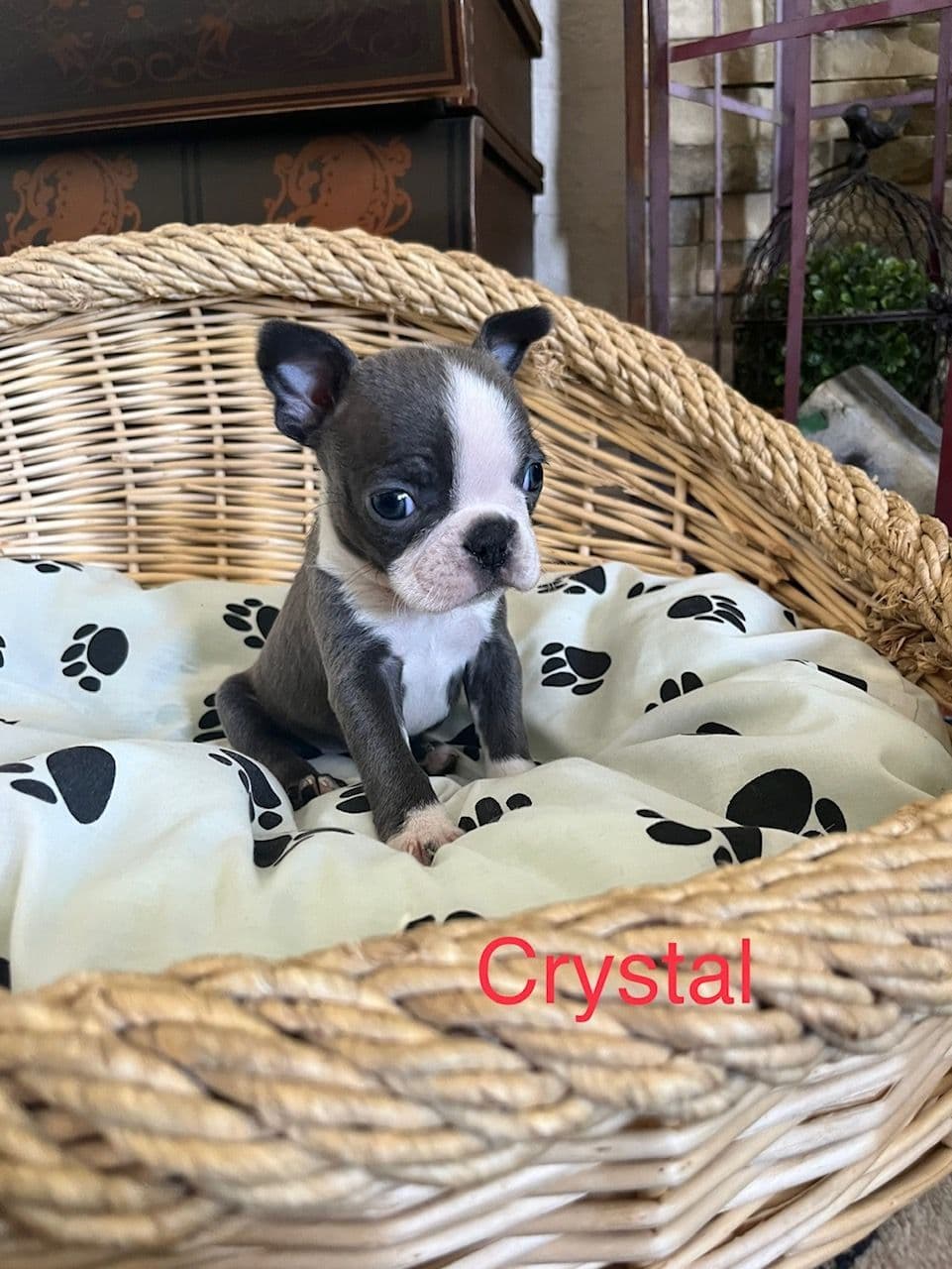 Boston Terrier Puppies breeder image 13