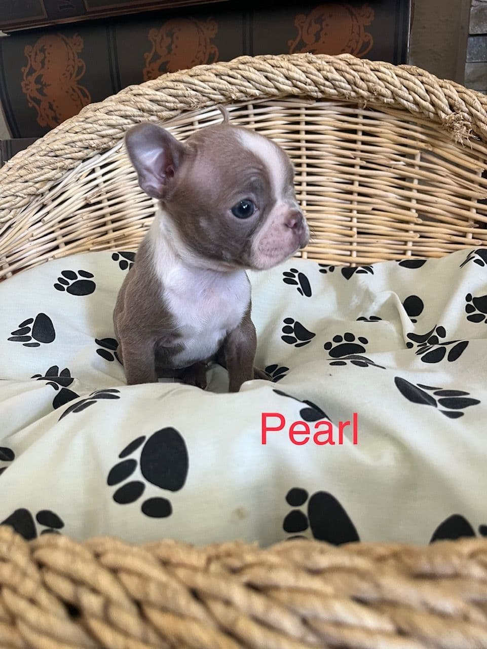 Boston Terrier Puppies breeder image 14