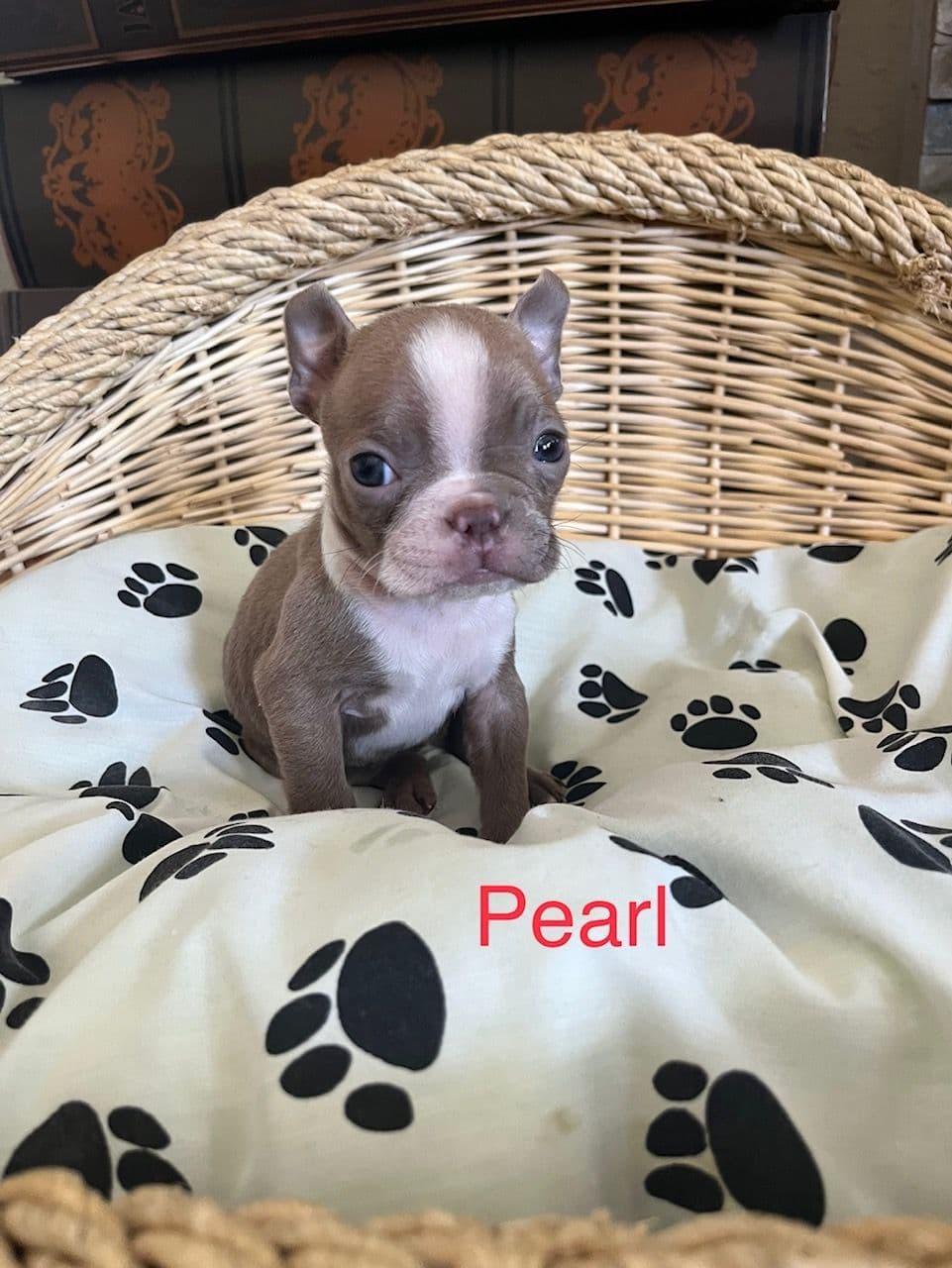 Boston Terrier Puppies breeder image 16
