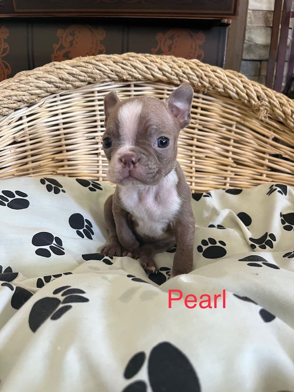 Boston Terrier Puppies breeder image 17