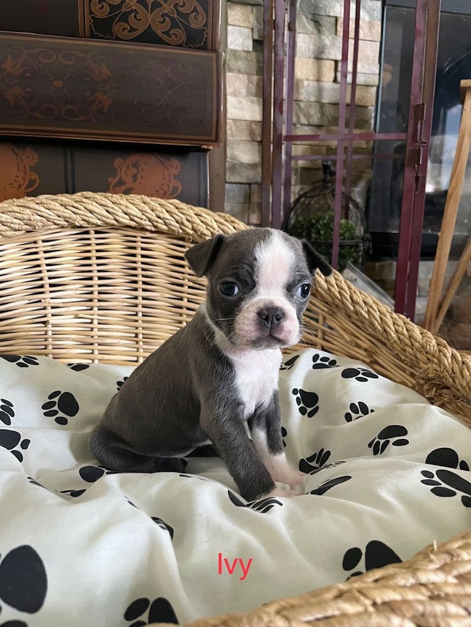 Boston Terrier Puppies breeder image 18