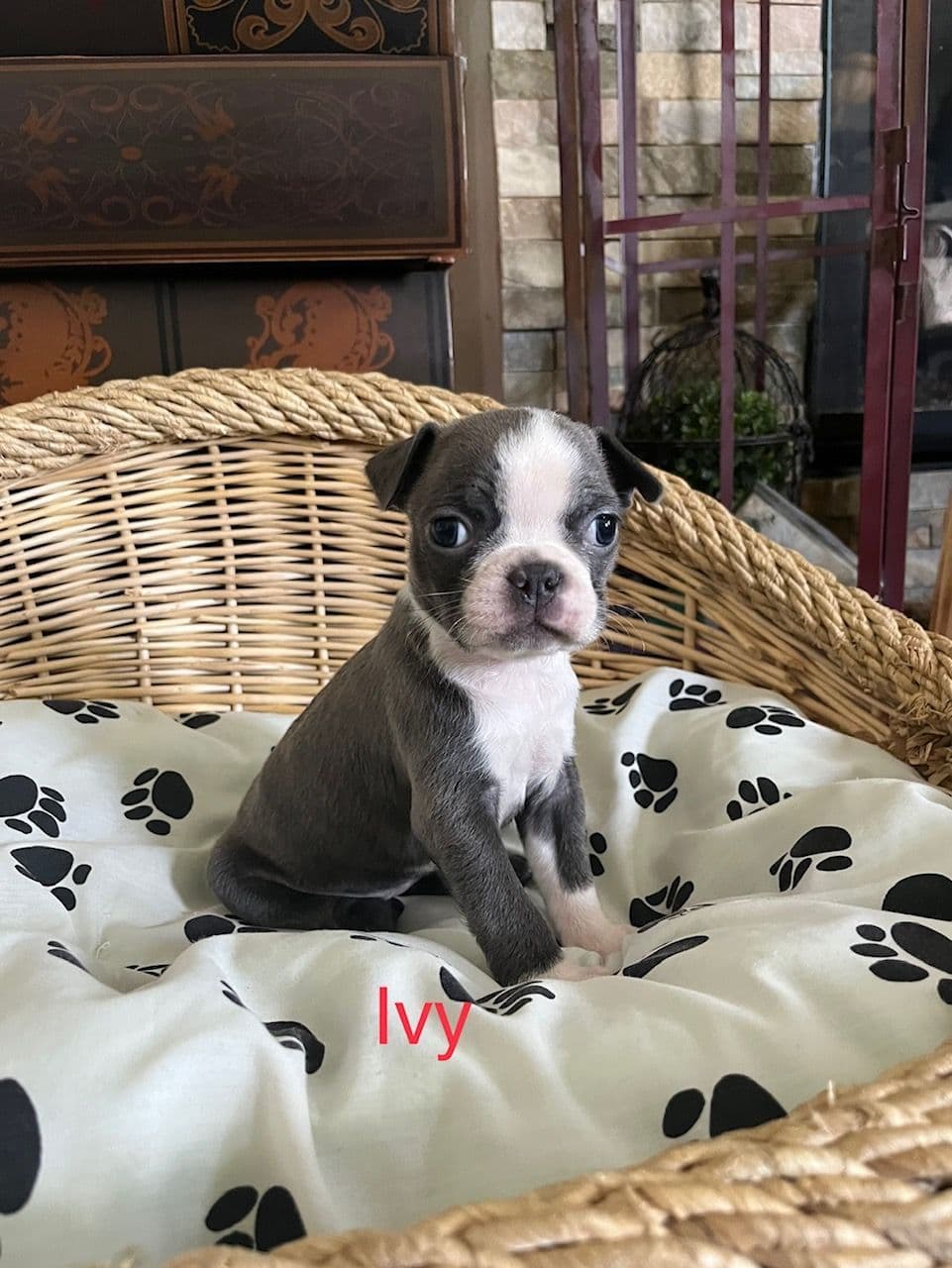 Boston Terrier Puppies breeder image 19