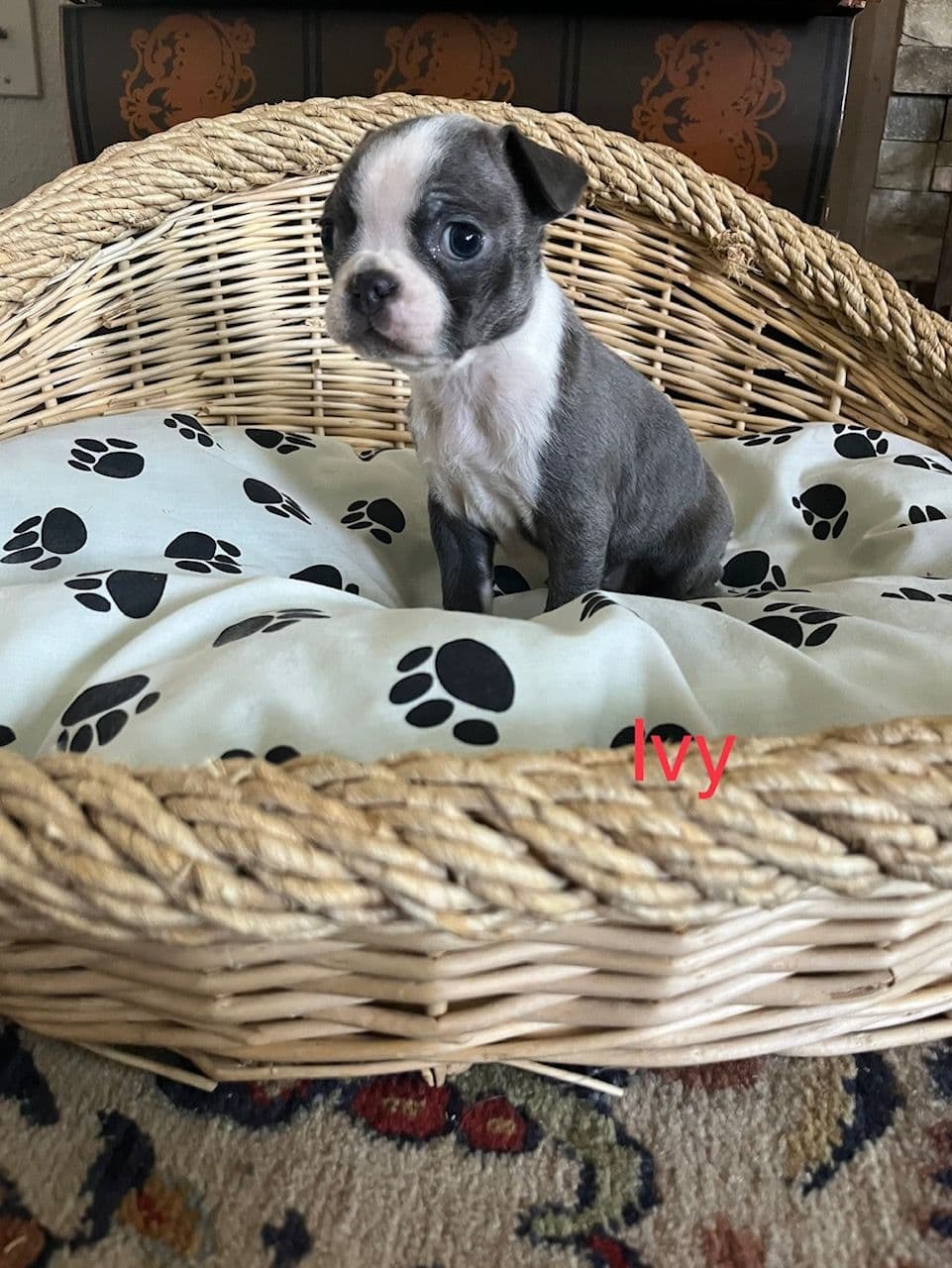 Boston Terrier Puppies breeder image 20