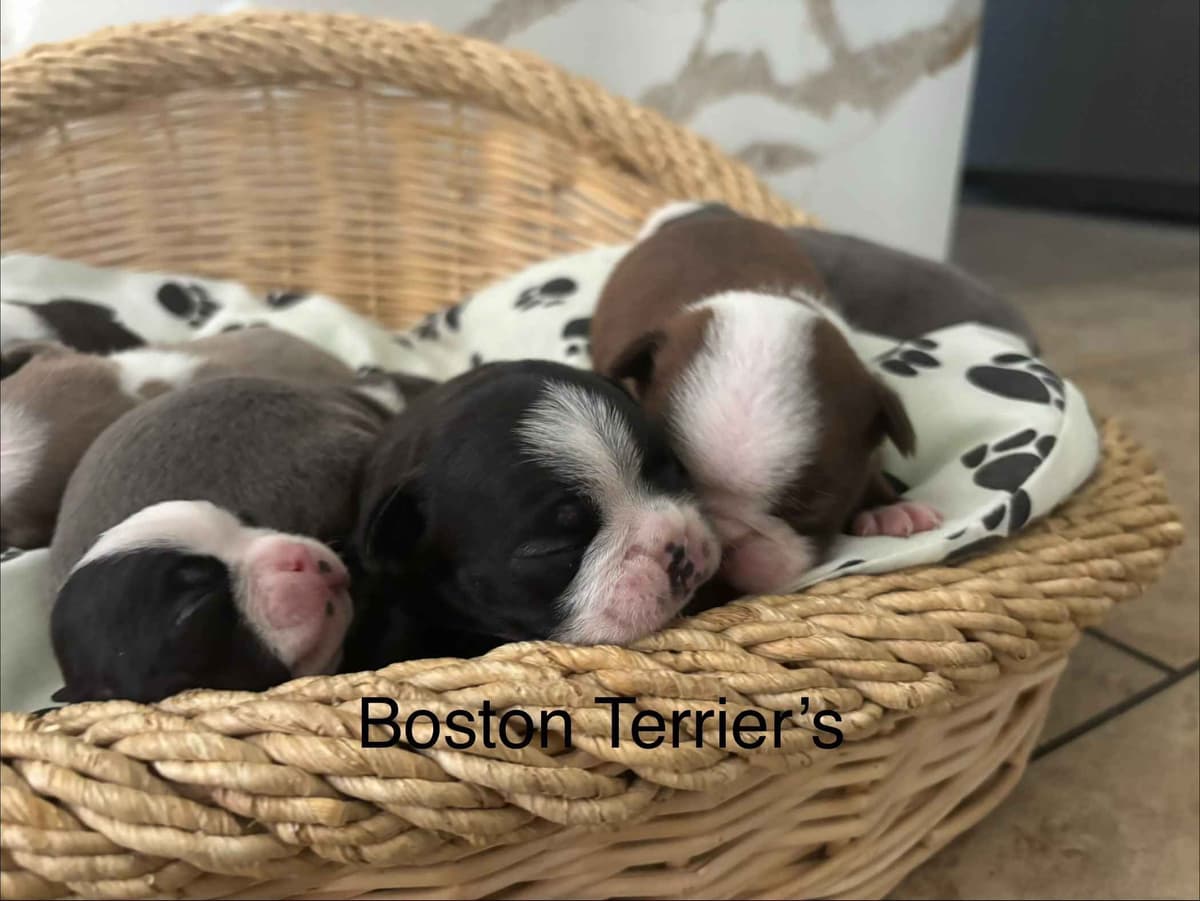 Boston Terrier Puppies breeder image 24