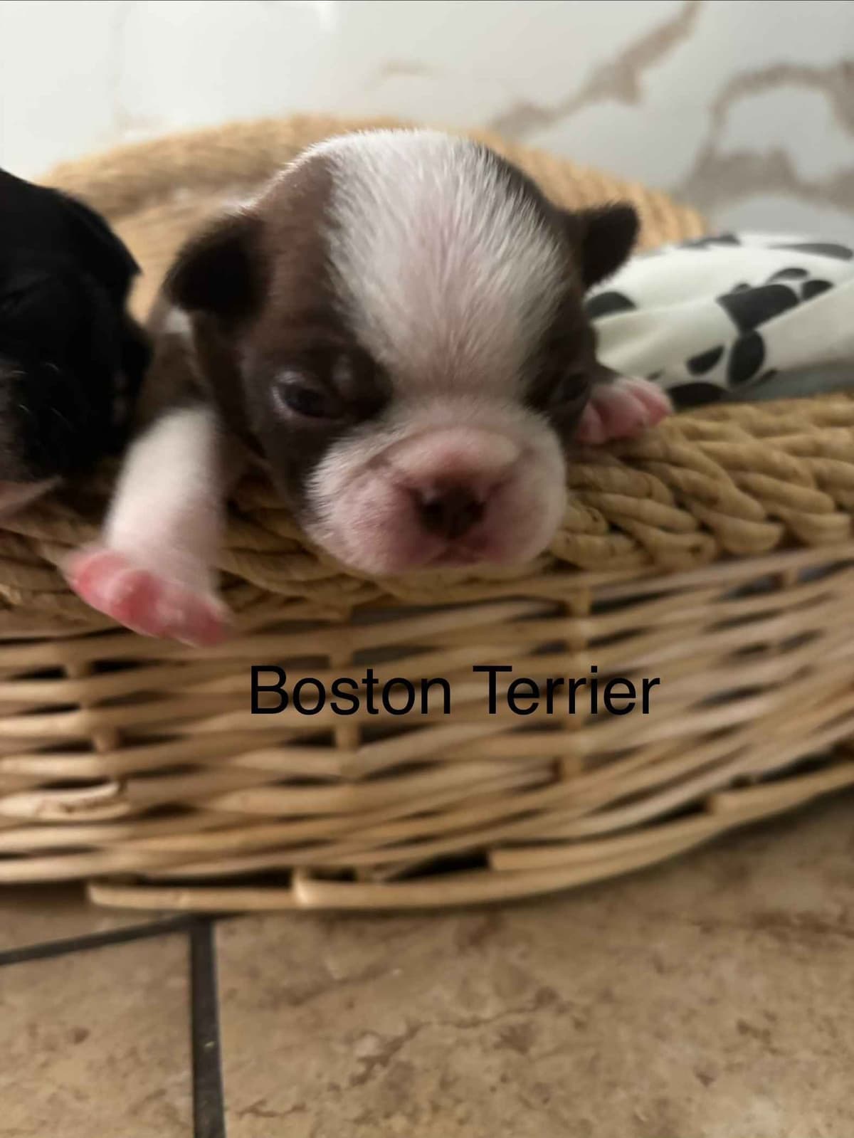 Boston Terrier Puppies breeder image 26