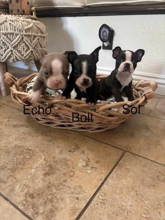 Boston Terrier Puppies media 4