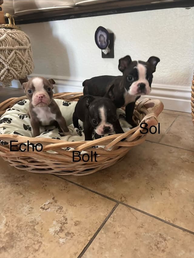 Boston Terrier Puppies media 5