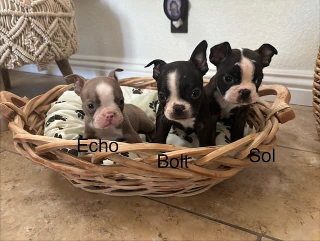 Boston Terrier Puppies media 6