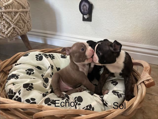Boston Terrier Puppies media 7