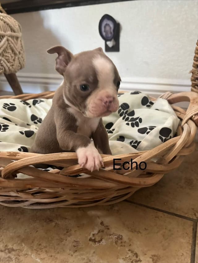Boston Terrier Puppies media 8