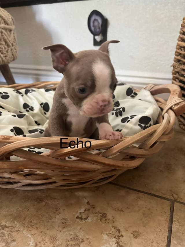 Boston Terrier Puppies media 9