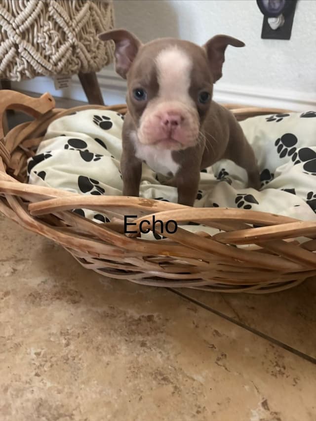 Boston Terrier Puppies media 10