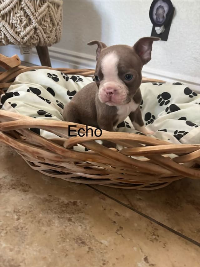Boston Terrier Puppies media 11