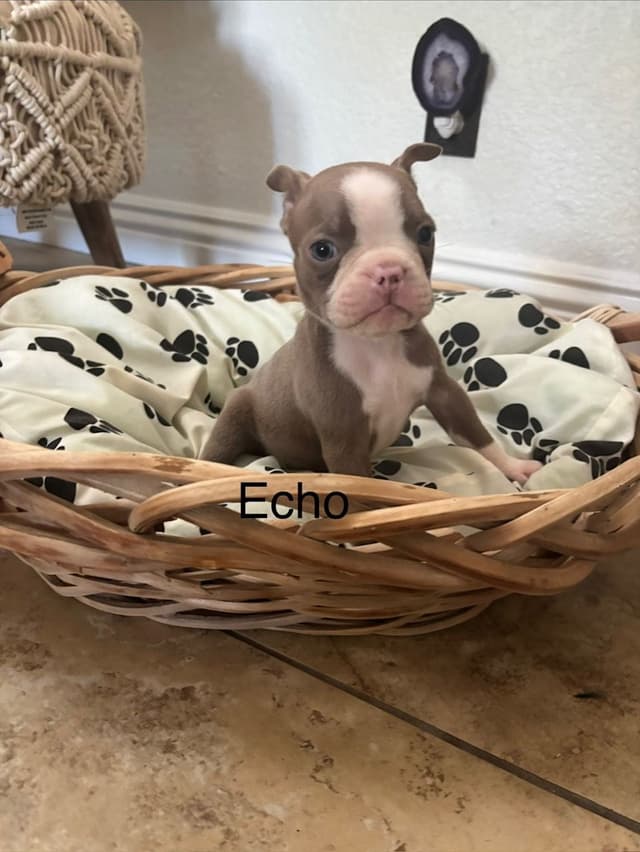 Boston Terrier Puppies media 12