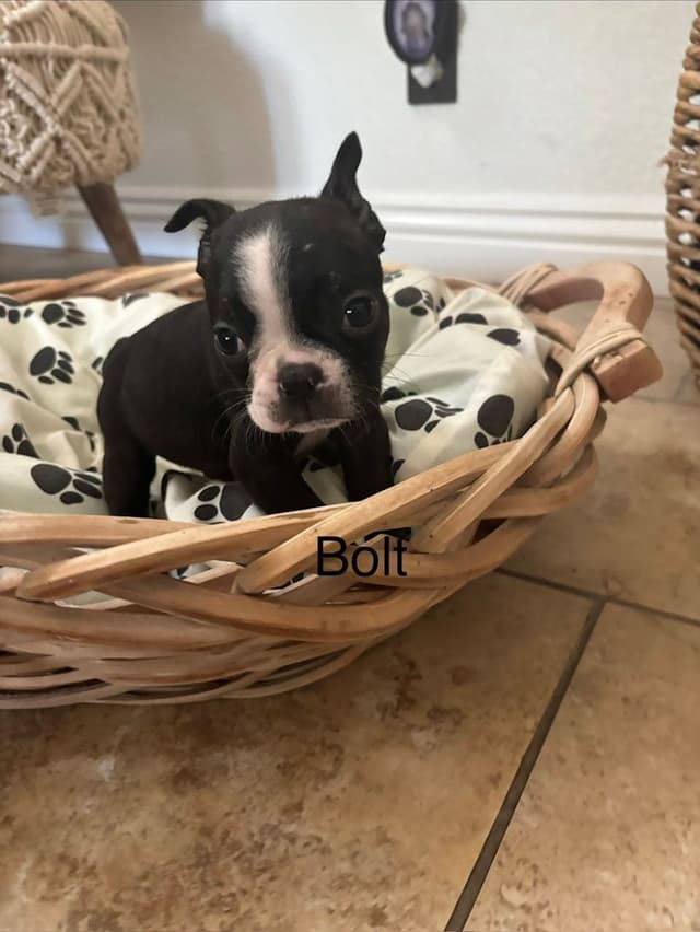 Boston Terrier Puppies media 13