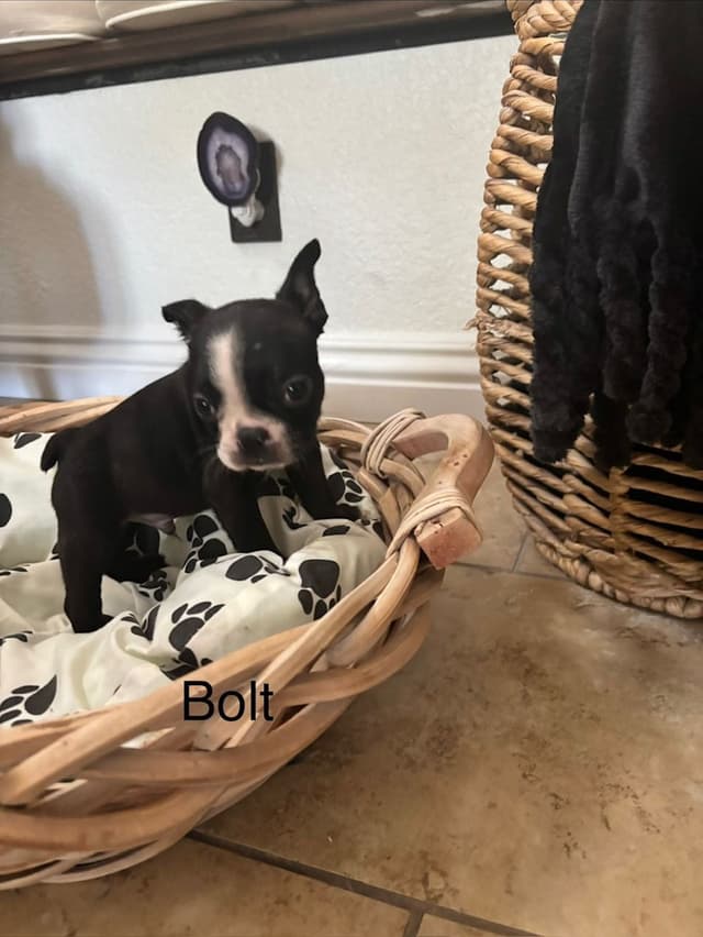 Boston Terrier Puppies media 14