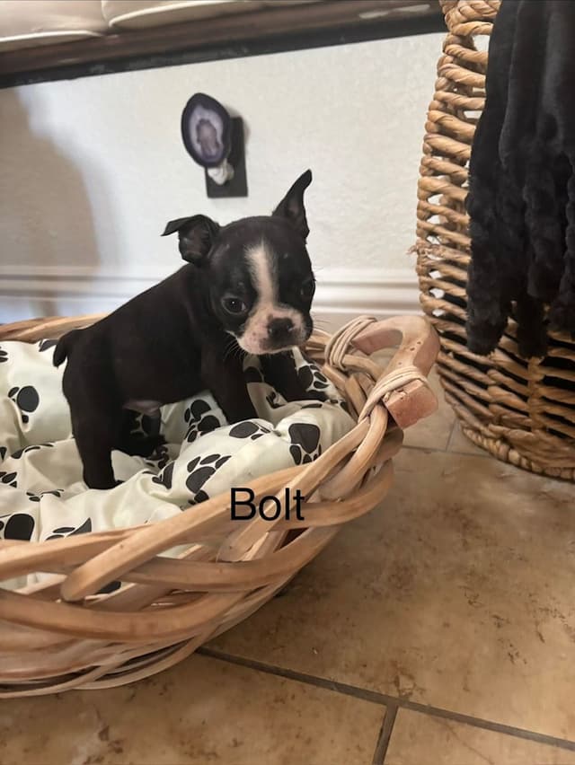 Boston Terrier Puppies media 15
