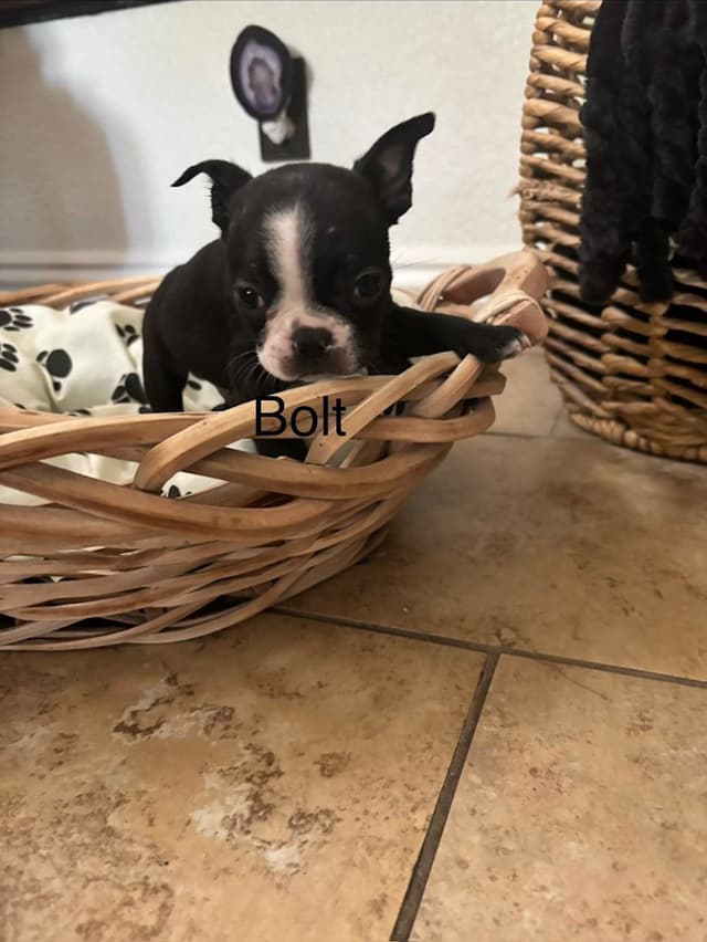 Boston Terrier Puppies media 16