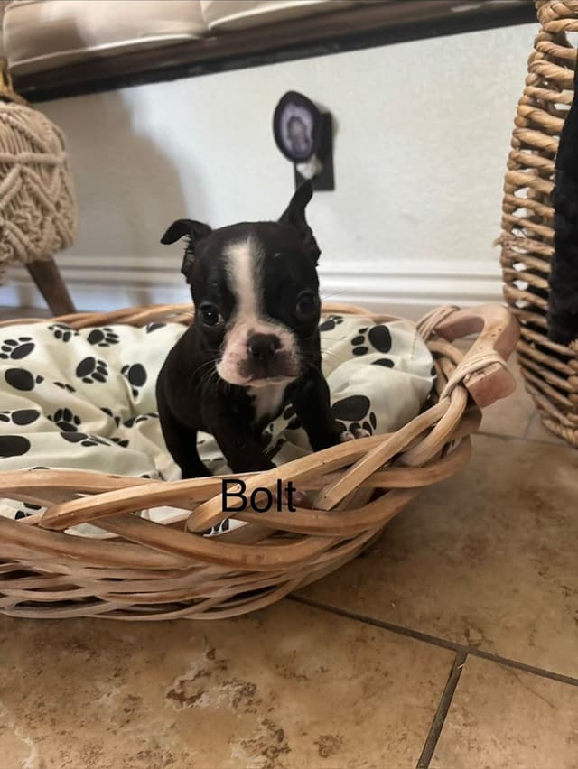 Boston Terrier Puppies media 17