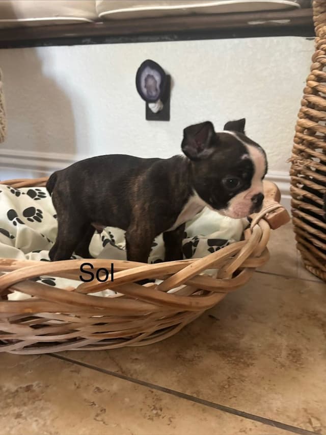Boston Terrier Puppies media 18