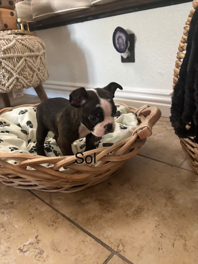 Boston Terrier Puppies media 19