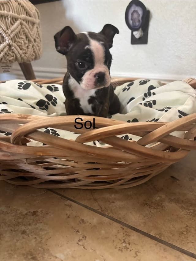 Boston Terrier Puppies media 20