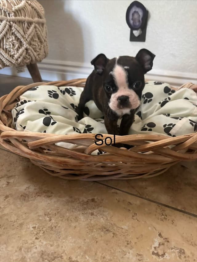 Boston Terrier Puppies media 21