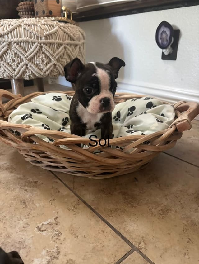 Boston Terrier Puppies media 22