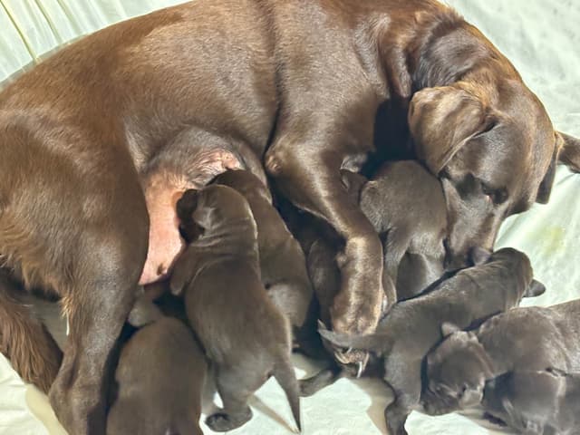 Labrador Retriever Puppies media 2