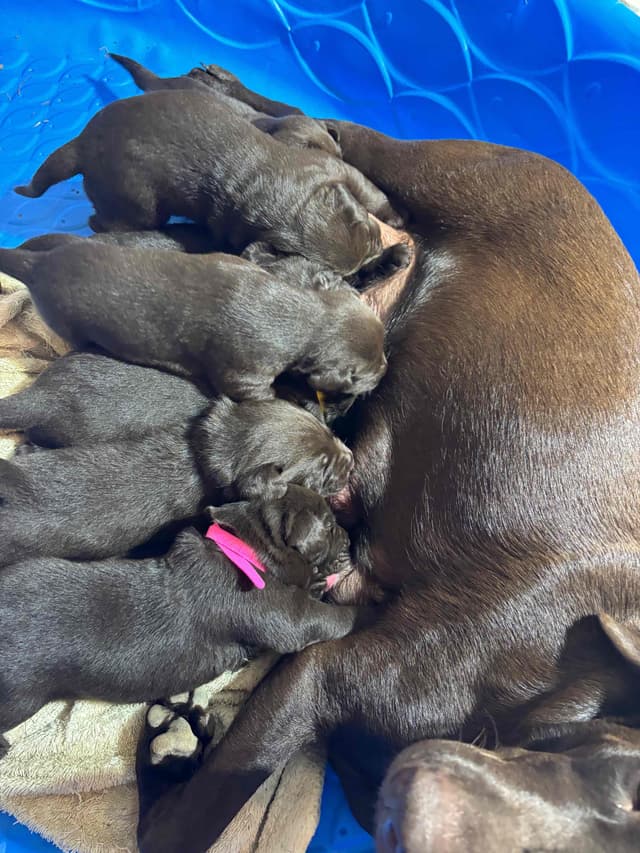 Labrador Retriever Puppies media 3