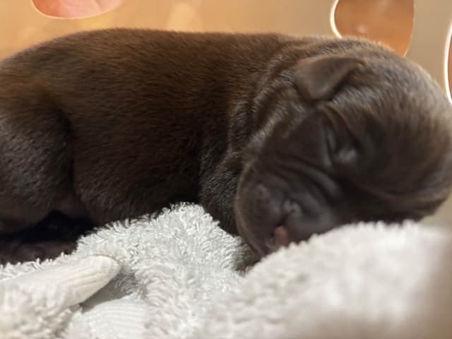 Labrador Retriever Puppies media 5