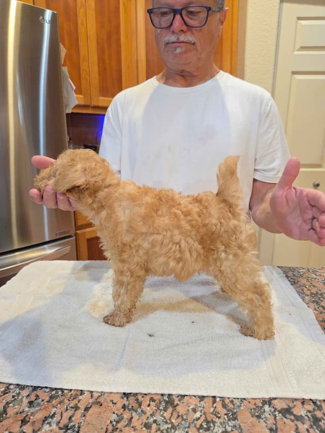 Lakeland Terrier Puppies media 2