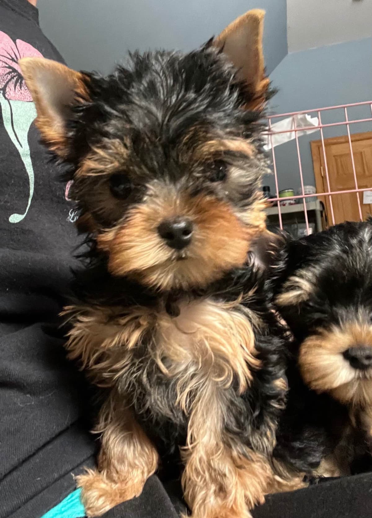 Yorkshire Terrier Puppies breeder image 4