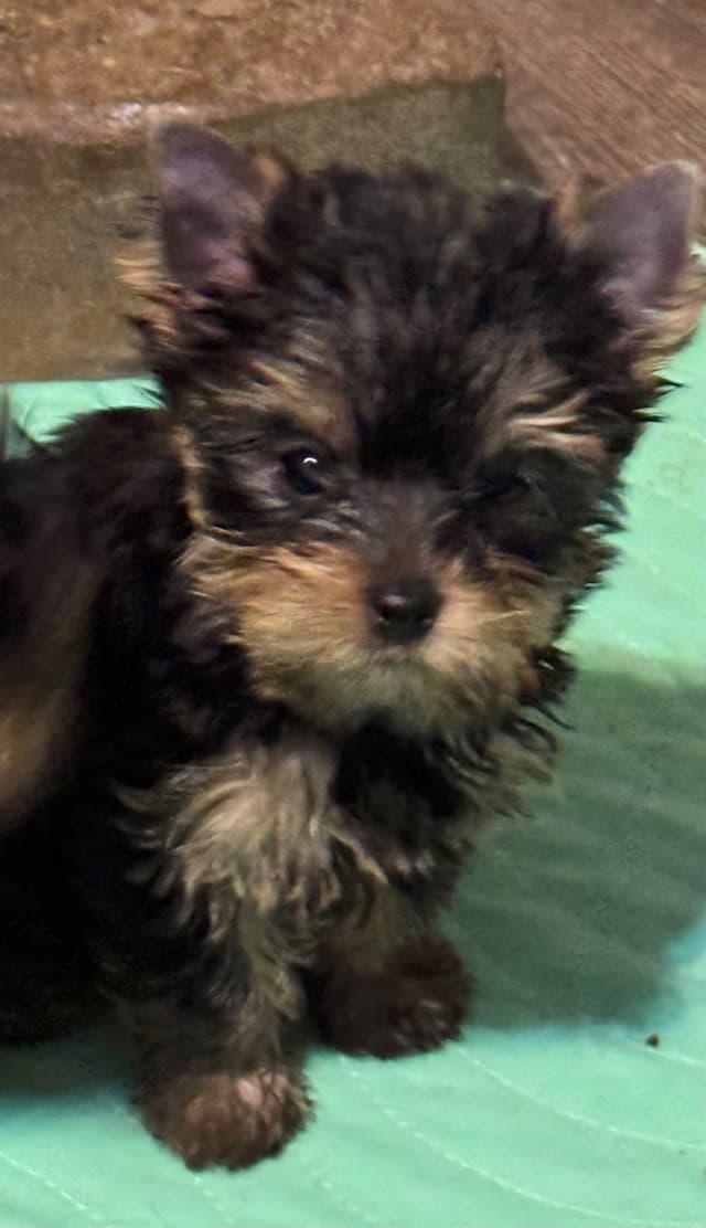 Yorkshire Terrier Puppies media 2