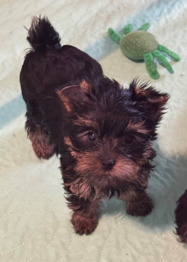 Yorkshire Terrier Puppies media 3