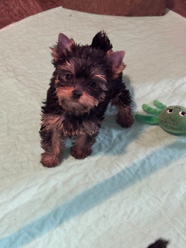Yorkshire Terrier Puppies media 4