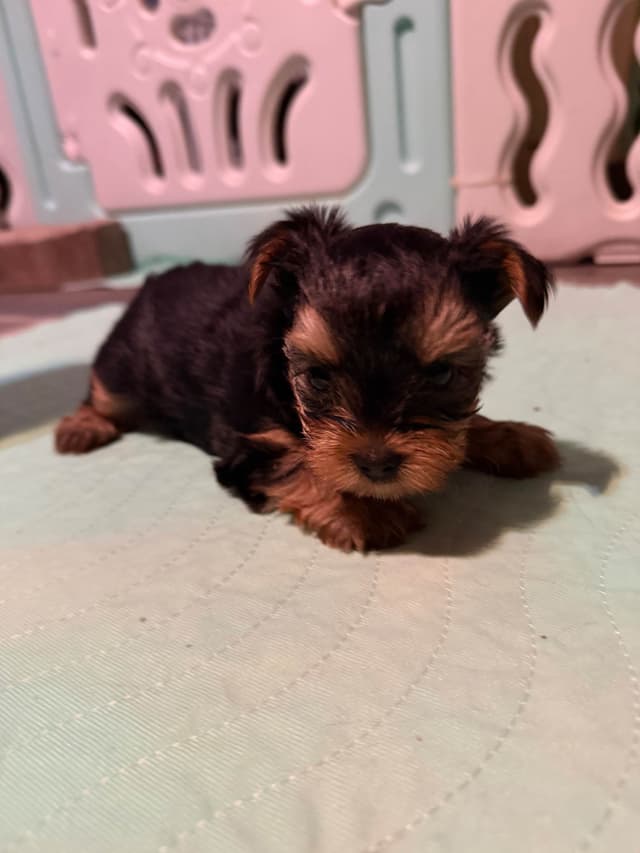 Yorkshire Terrier Puppies media 2