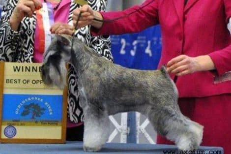 Miniature Schnauzer Puppies breeder image 3