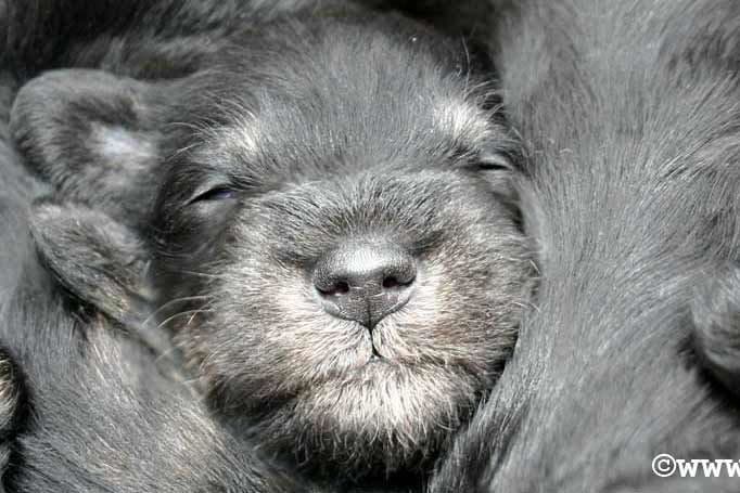 Miniature Schnauzer Puppies breeder image 2