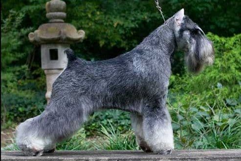 Miniature Schnauzer Puppies breeder image 5