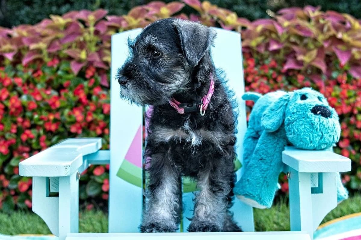 Miniature Schnauzer Puppies breeder image 8